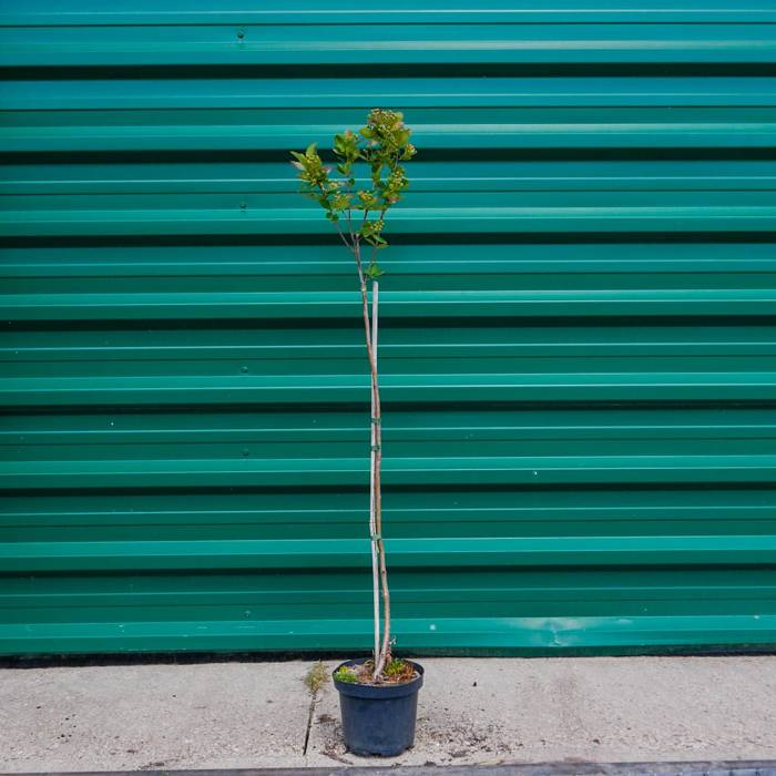 Aronia Czarna Szczepiona Na Pniu W Doniczce Doniczka C Krzewy