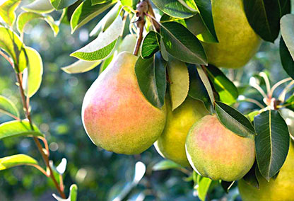 Sadzenie gruszy - stare odmiany