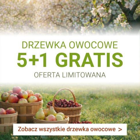 Drzewka owocowe 5+1 gratis