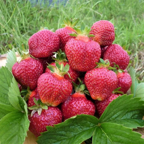 Truskawka El GIGANT średnio wczesna FRIGO