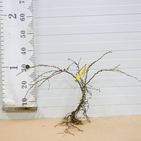 Agrest biały Triumf w balocie