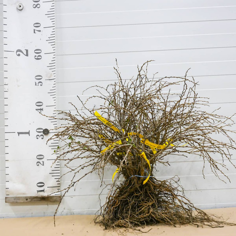 Agrest biały Triumf w balocie