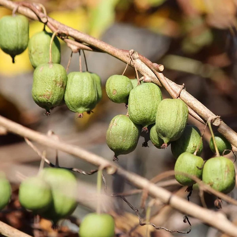 MINI KIWI Aktinidia Pstrolistna 'Dr Szymanowski'' Obupłciowa - zielona