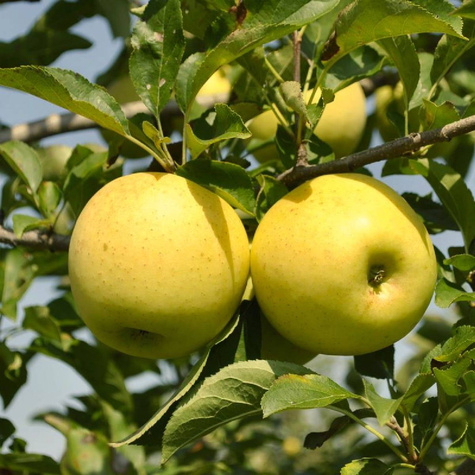 Jabłoń Golden Delicious w doniczce