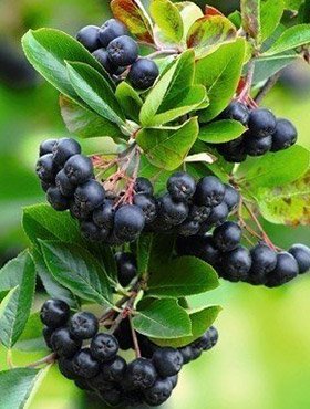 Aronia Czarna Czarnowocowa sadzonki 