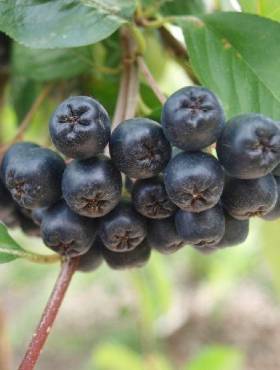 Aronia czarnoowocowa Galicjanka w doniczce