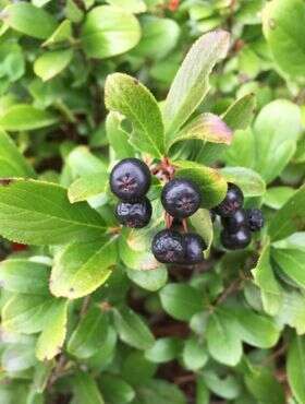 Aronia czarnoowocowa Revontuli Spreader (C2)