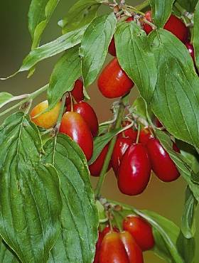 Dereń jadalny Plant Pack