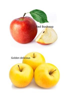 Duo Jabłoń Red Boskoop + Golden Delicious PLANT PACK