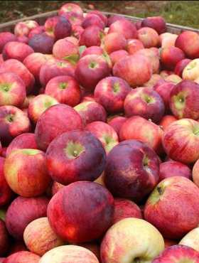 Jabłoń Red Cortland w doniczce
