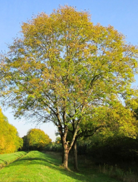 Jesion Wyniosły Miododajny Plant Pack