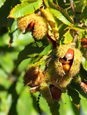 Kasztan jadalny Plant Pack