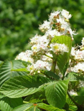 Kasztanowiec zwyczajny Plant Pack