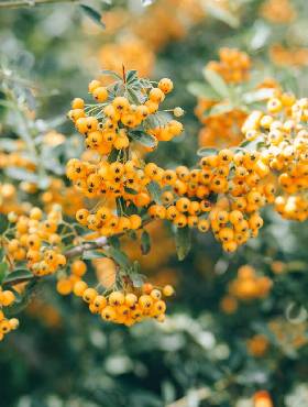 Ognik szkarłatny Yellow Plant Pack