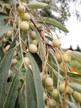 Oliwnik wąskolistny Plant Pack