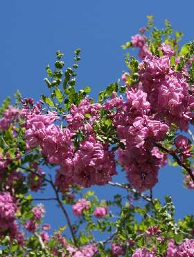 Robinia Włochata Plant Pack