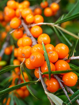 Rokitnik pospolity Friesdorfer Orange samopylny