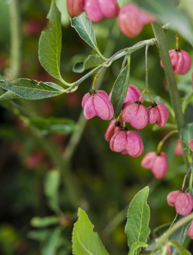 Trzmielina miododajna Plant Pack