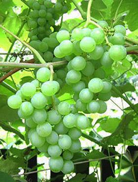 Winorośl winogrona Seneka