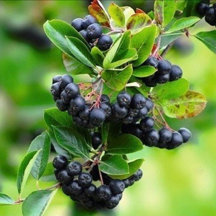 Aronia Czarna Czarnoowocowa Viking (P9)