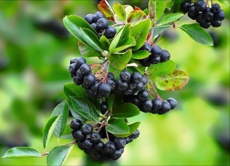 Aronia Czarna Czarnowocowa sadzonki 