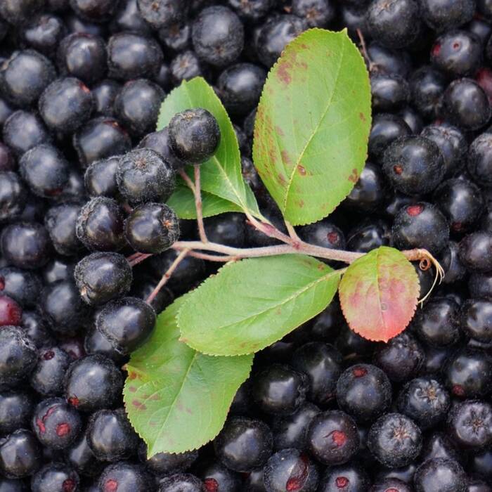 Aronia czarnoowocowa Revontuli Spreader (C2)