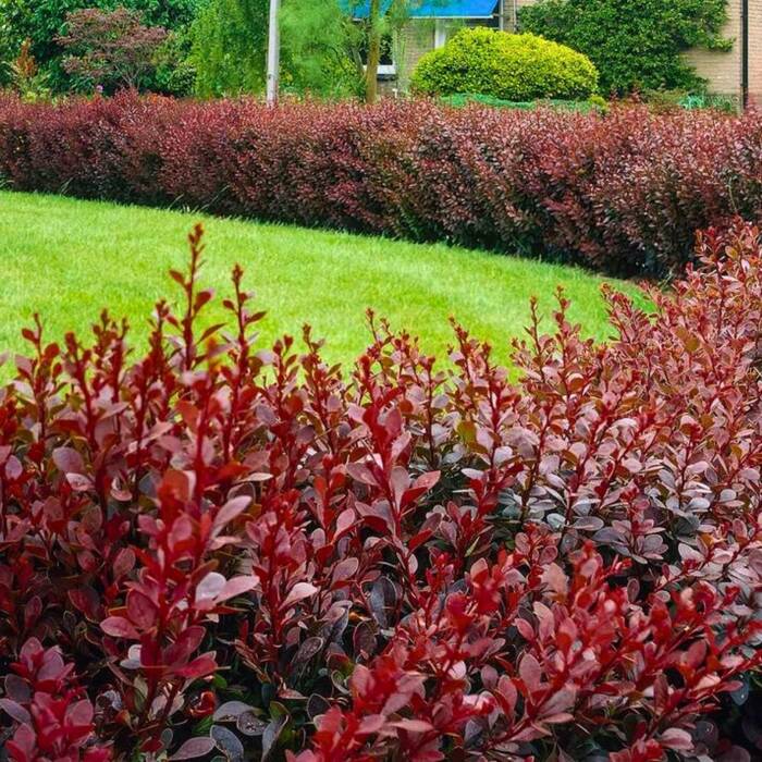 Berberys Atropurpurea Plant Pack