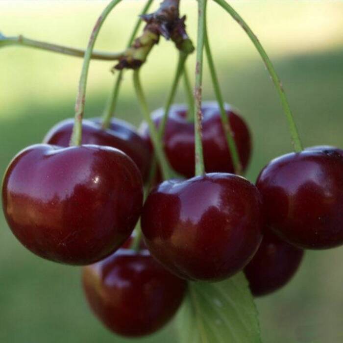 Czereśnia Sandra z ciemnoczerwonymi owocami Plant Pack