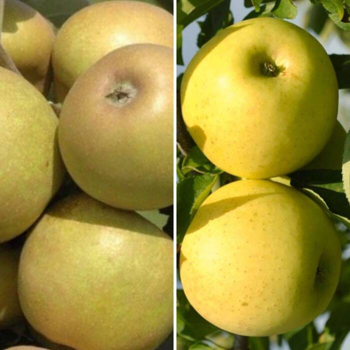 Duo Jabłoń Golden Delicious+Szara Reneta Plant Pack 