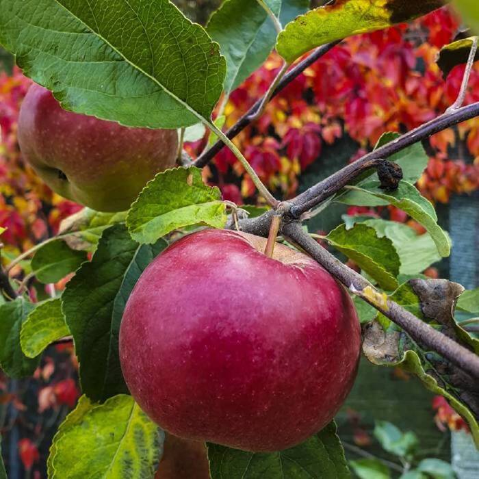 Duo Jabłoń Red Boskoop + Golden Delicious PLANT PACK