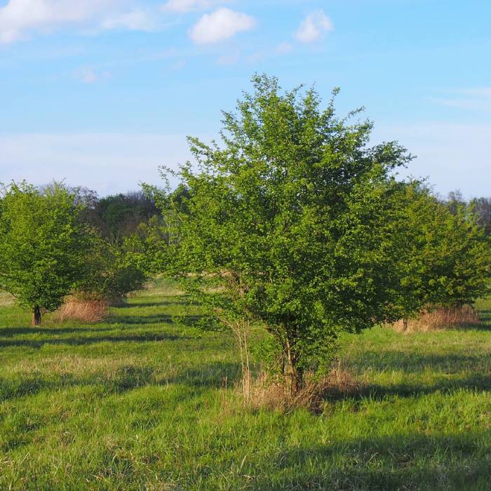 Głóg jednoszyjkowy Plant Pack