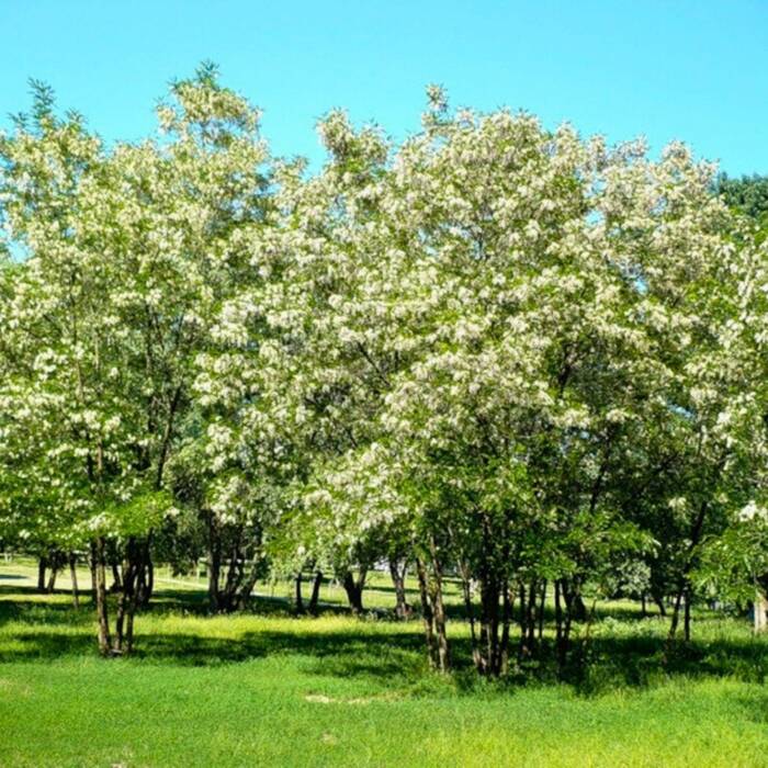 Grochodrzew Akacja Robinia pseudoakcja Plant Pack