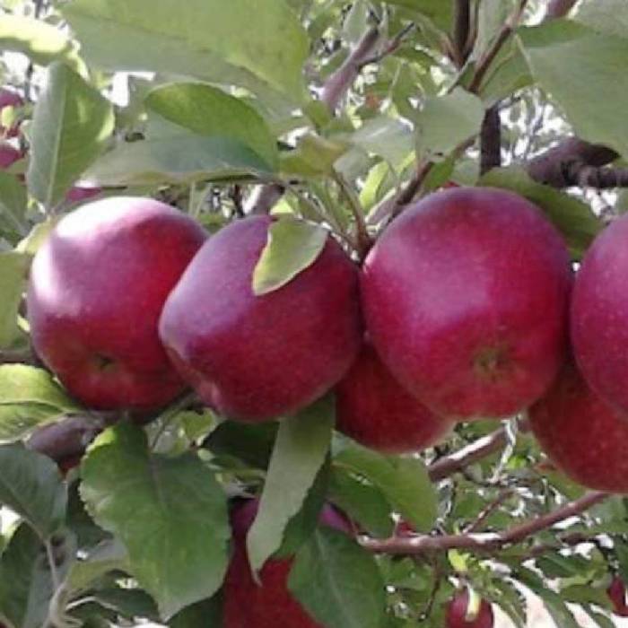 Jabłoń Red Cortland w doniczce