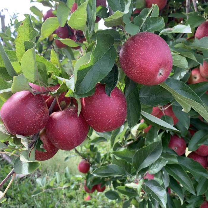 Jabłoń Red Delicious Jeronimo w doniczce