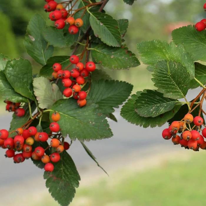 Jarząb szwedzki Jadalny Owoce Plant Pack