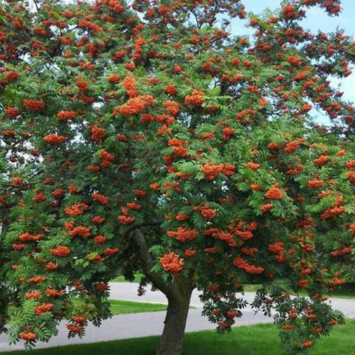 Jarzębina Plant Pack