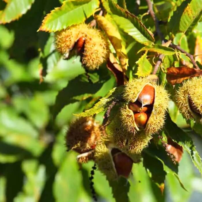 Kasztan jadalny Plant Pack