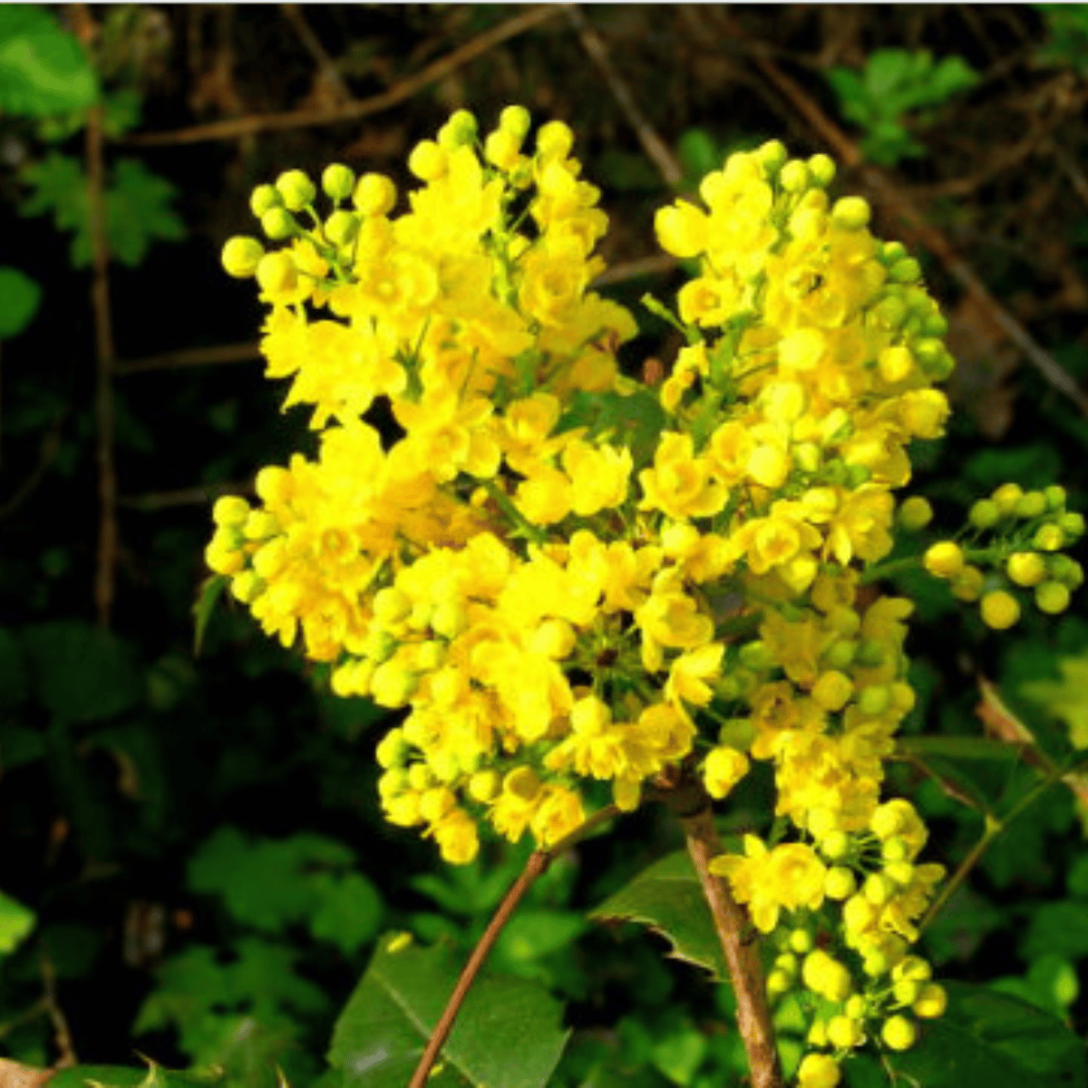 Mahonia pospolita Plant Pack