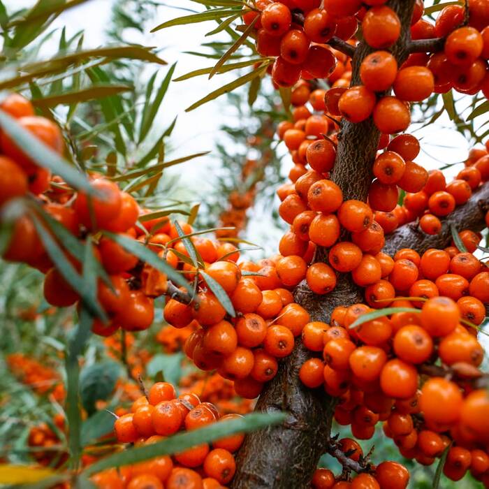 Rokitnik pospolity Friesdorfer Orange samopylny