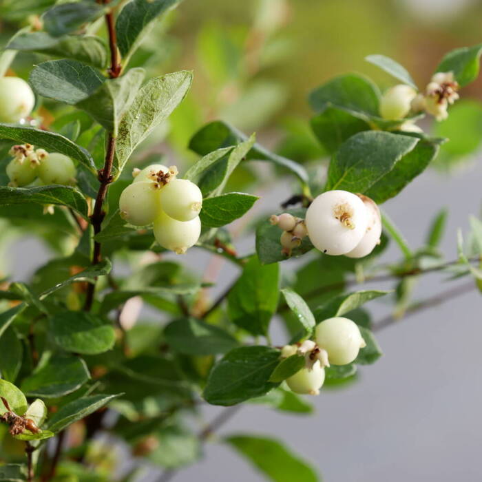 Śnieguliczka biała Plant Pack