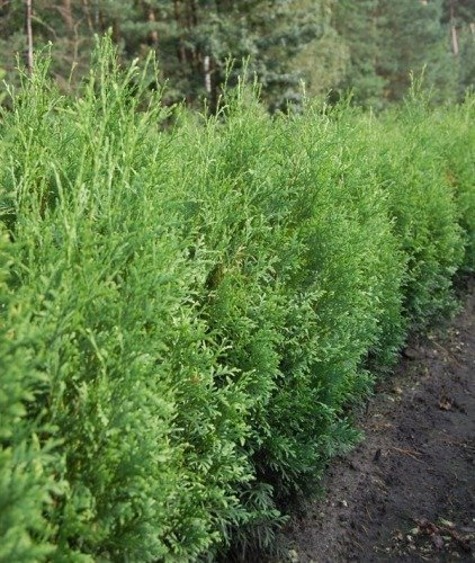 Thuja Tuja na żywopłot Plant Pack