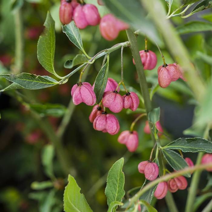 Trzmielina miododajna Plant Pack